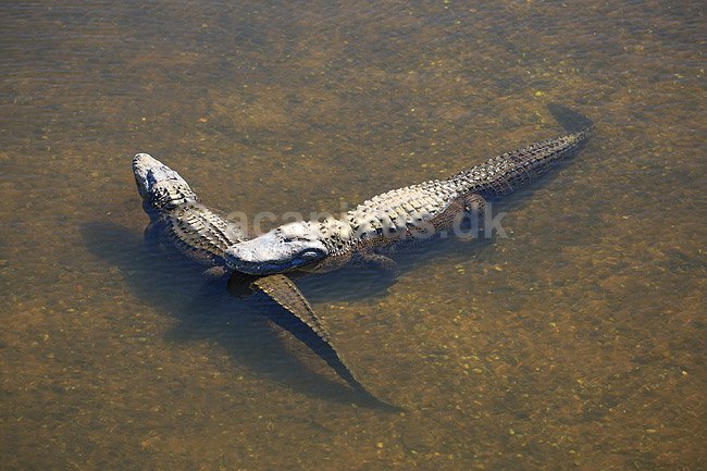 Alligator. Amerikansk alligator; Alligator mississippiensis, Alligatoridae; GatorLand / Orlando / Florida; USA; ; krybdyr; Krokodille, krokodiller, alligatorer