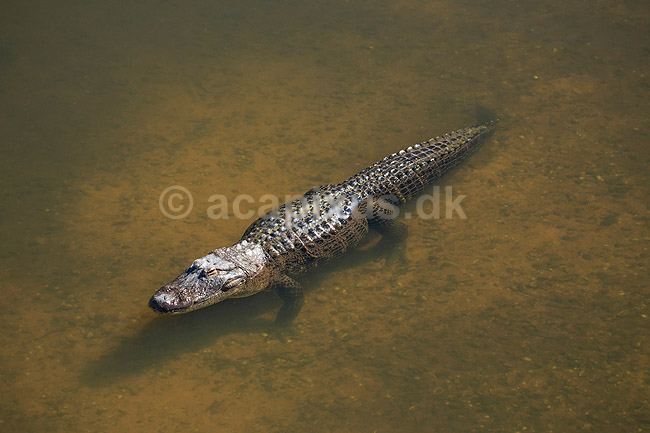 Alligator. Amerikansk alligator; Alligator mississippiensis, Alligatoridae; GatorLand / Orlando / Florida; USA; ; krybdyr; Krokodille, krokodiller, alligatorer