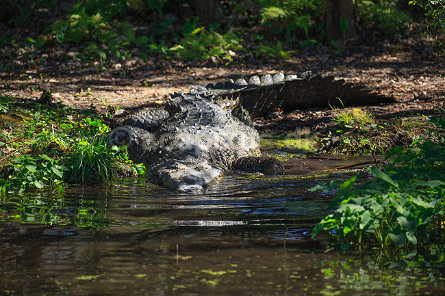 Krokodille. Nilkrokodille; Crocodylus niloticus; GatorLand / Orlando / Florida; USA; ; krybdyr; Krokodiller, Crocodylia, Reptilia