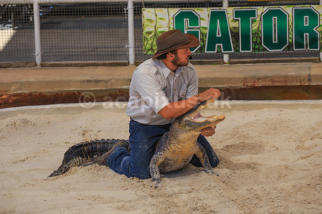 Alligator wrestling. Gator Wrestlin' Show; Alligator mississippiensis, Alligatoridae; GatorLand / Orlando / Florida; USA; ; krybdyr; Krokodille, krokodiller, alligatorer