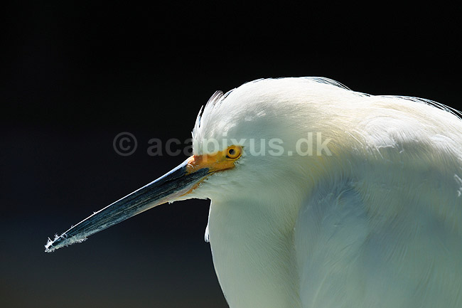 Snehejre; Egretta thula; GatorLand / Orlando / Florida; USA; ; Fugle; Little Egret, Little egret