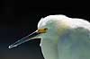 Snehejre Egretta thula GatorLand / Orlando / Florida USA  Fugle Little Egret, Little egret