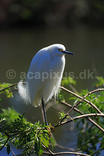 Snehejre; Egretta thula; GatorLand / Orlando / Florida; USA; ; Fugle; Little Egret, Little egret