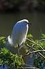 Snehejre Egretta thula GatorLand / Orlando / Florida USA  Fugle Little Egret, Little egret