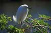 Snehejre Egretta thula GatorLand / Orlando / Florida USA  Fugle Little Egret, Little egret
