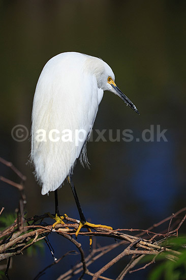 Snehejre; Egretta thula; GatorLand / Orlando / Florida; USA; ; Fugle; Little Egret, Little egret