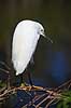 Snehejre Egretta thula GatorLand / Orlando / Florida USA  Fugle Little Egret, Little egret