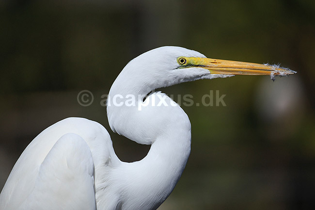S�lvhejre; Egretta alba; GatorLand / Orlando / Florida; USA; ; Fugle; Hejrer