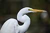 S�lvhejre Egretta alba GatorLand / Orlando / Florida USA  Fugle Hejrer