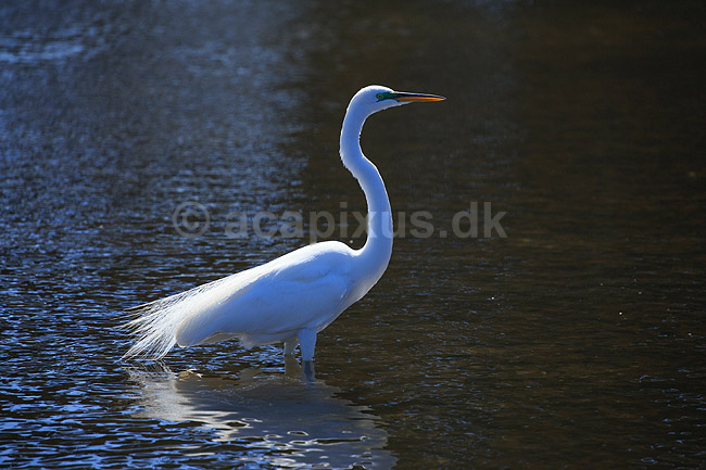 S�lvhejre; Egretta alba; GatorLand / Orlando / Florida; USA; ; Fugle; Hejrer