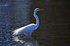 S�lvhejre Egretta alba GatorLand / Orlando / Florida USA  Fugle Hejrer