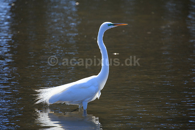 S�lvhejre; Egretta alba; GatorLand / Orlando / Florida; USA; ; Fugle; Hejrer