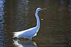 S�lvhejre Egretta alba GatorLand / Orlando / Florida USA  Fugle Hejrer