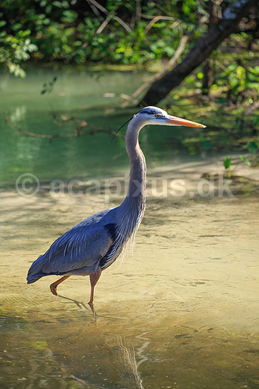 Stor Bl� hejre. Stor Bl�hejre; Ardea herodias; GatorLand / Orlando / Florida; USA; ; Fugle; Hejrer