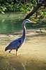Stor Bl� hejre. Stor Bl�hejre Ardea herodias GatorLand / Orlando / Florida USA  Fugle Hejrer