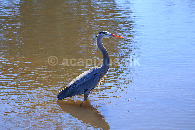 Stor Bl� hejre. Stor Bl�hejre; Ardea herodias; GatorLand / Orlando / Florida; USA; ; Fugle; Hejrer