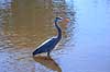 Stor Bl� hejre. Stor Bl�hejre Ardea herodias GatorLand / Orlando / Florida USA  Fugle Hejrer