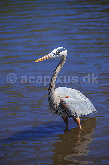 Stor Bl� hejre. Stor Bl�hejre; Ardea herodias; GatorLand / Orlando / Florida; USA; ; Fugle; Hejrer