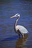 Stor Bl� hejre. Stor Bl�hejre Ardea herodias GatorLand / Orlando / Florida USA  Fugle Hejrer