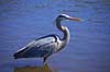 Stor Bl� hejre. Stor Bl�hejre Ardea herodias GatorLand / Orlando / Florida USA  Fugle Hejrer