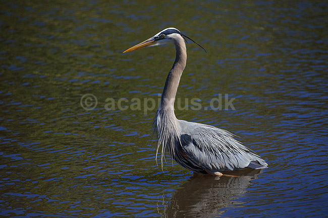 Stor Bl� hejre. Stor Bl�hejre; Ardea herodias; GatorLand / Orlando / Florida; USA; ; Fugle; Hejrer