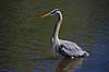 Stor Bl� hejre. Stor Bl�hejre Ardea herodias GatorLand / Orlando / Florida USA  Fugle Hejrer