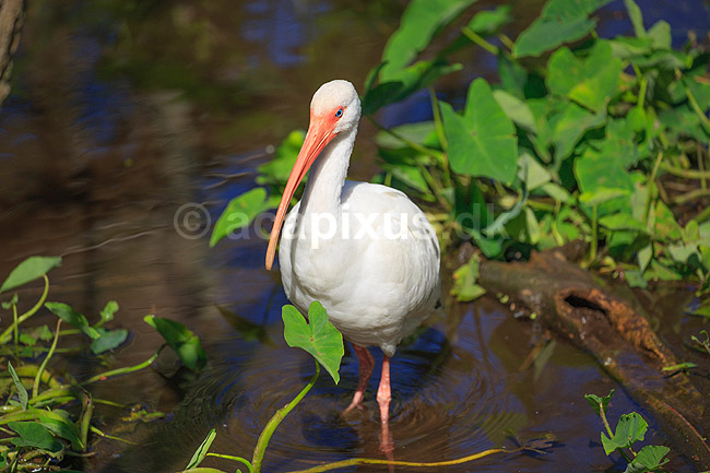 Hvis Ibis. Amerikansk Hvid Ibis; Eudocimus albus; GatorLand / Orlando / Florida; USA; ; fugle; Ibiser