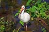 Hvis Ibis. Amerikansk Hvid Ibis Eudocimus albus GatorLand / Orlando / Florida USA  fugle Ibiser