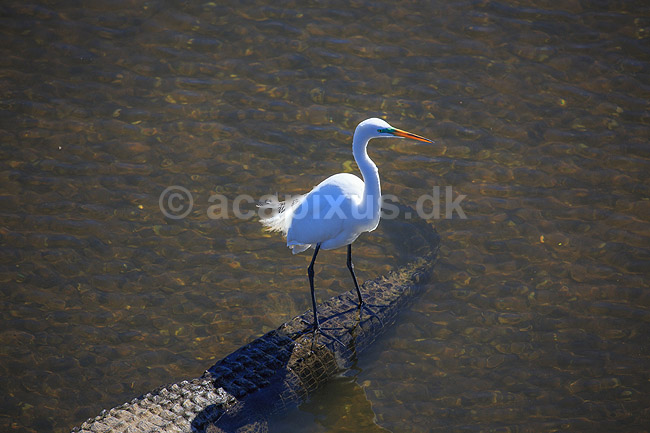 S�lvhejre. S�lv hejre st�ende p� halen af alligator; Egretta alba; GatorLand / Orlando / Florida; USA; ; Fugle; Hejrer