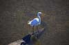S�lvhejre. S�lv hejre st�ende p� halen af alligator Egretta alba GatorLand / Orlando / Florida USA  Fugle Hejrer