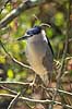 Nathejre. Sortkronet nathejre Nycticorax nycticorax GatorLand / Orlando / Florida USA  Fugle Hejrer