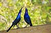 Common grackle. Common grackler i parringsdans Quiscalus quiscula GatorLand / Orlando / Florida USA  Fugle Spurvefugle, Passeriformes, Trupialer