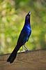 Common grackle. Common grackle i parringsdans Quiscalus quiscula GatorLand / Orlando / Florida USA  Fugle Spurvefugle, Passeriformes, Trupialer