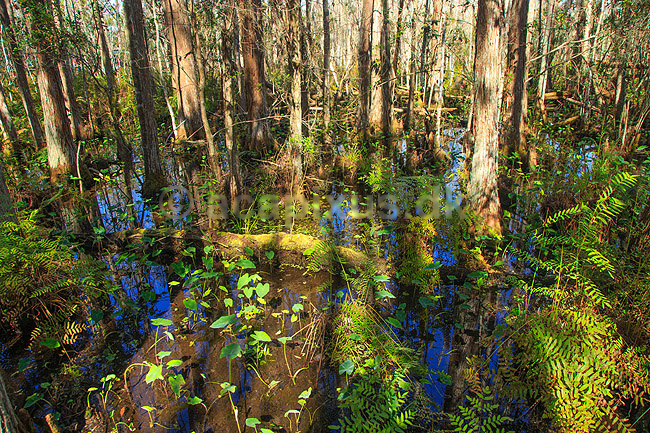 Cypres sump. Sump i cypres skov i Florida syd for Orlando; ; GatorLand / Orlando / Florida; USA; ; ; Sumpe