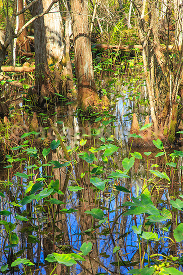 Cypres sump. Sump i cypres skov i Florida syd for Orlando; ; GatorLand / Orlando / Florida; USA; ; ; Sumpe
