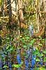 Cypres sump. Sump i cypres skov i Florida syd for Orlando  GatorLand / Orlando / Florida USA   Sumpe