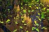 Cypres sump. �nder�dder i sump i cypres skov i Florida syd for Orlando  GatorLand / Orlando / Florida USA   Sumpe