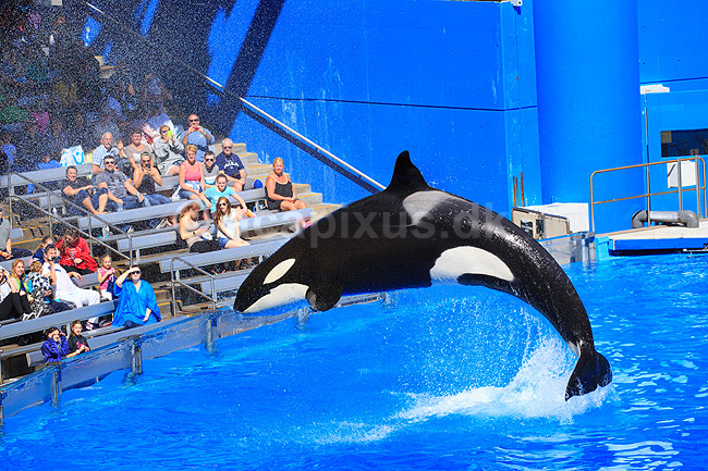 Sp�khugger. Sp�khugger i Seaworld i Orlando; Orcinus orca; Seaworld / Orlando / Florida; USA; ; pattedyr; Sea World, hvaler, sp�khuggere, dr�berhval, dr�berhvaler, tandhval, tandhvaler, dyreopvisning, opvisning med dyr, turister, turisme, dompt�r, Cetacea