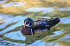 Brudeandrik. Brudeand Aix sponsa Seaworld / Orlando / Florida USA  Fugle �nder, Egentlige andefugle, Anatidae, Anseriformes