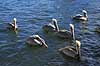Pelikaner. Brun pelikan Pelecanus occidentalis Crystal River / Florida USA  fugle Pelikaner