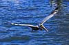 Pelikan. Brun pelikan flyver over vandet Pelecanus occidentalis Crystal River / Florida USA  fugle Pelikaner