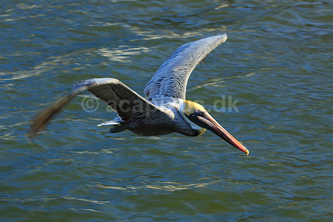 Pelikan. Brun pelikan flyver over vandet; Pelecanus occidentalis; Crystal River / Florida; USA; ; fugle; Pelikaner