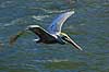 Pelikan. Brun pelikan flyver over vandet Pelecanus occidentalis Crystal River / Florida USA  fugle Pelikaner