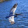 Pelikan. Brun pelikan flyver over vandet Pelecanus occidentalis Crystal River / Florida USA  fugle Pelikaner