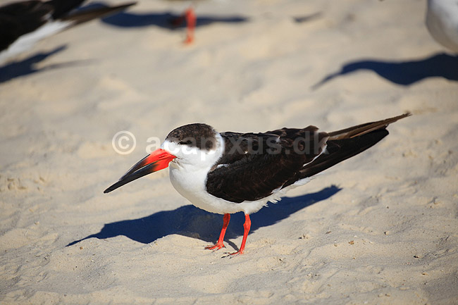 Saksn�b. Amerikansk Saksn�b p� stranden; Rynchops niger; Crystal River / Florida; USA; ; fugle; Saksn�b