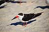 Saksn�b. Amerikansk Saksn�b p� stranden Rynchops niger Crystal River / Florida USA  fugle Saksn�b