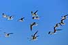Saksn�b. Amerikansk Saksn�b i luften Rynchops niger Crystal River / Florida USA  fugle Saksn�b