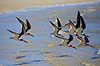 Saksn�b. Amerikansk Saksn�b flyver overer vandet Rynchops niger Crystal River / Florida USA  fugle Saksn�b