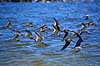Saksn�b. Amerikansk Saksn�b flyver overer vandet Rynchops niger Crystal River / Florida USA  fugle Saksn�b