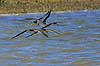 Saksn�b. Amerikansk Saksn�b flyver overer vandet Rynchops niger Crystal River / Florida USA  fugle Saksn�b